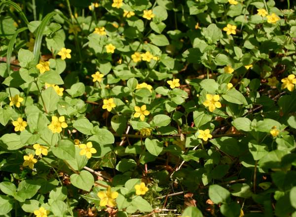 Yellow Pimpernel, Lysimachia nemorum