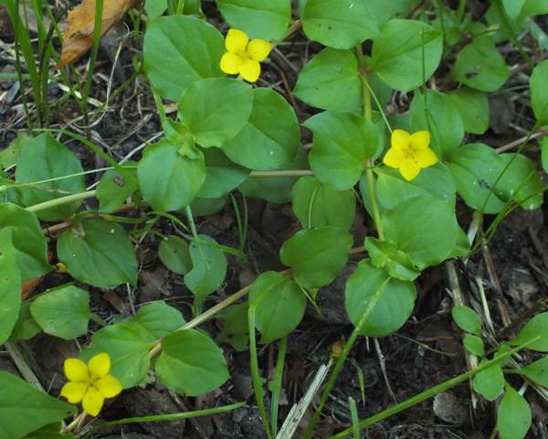 Lysimachia nemorum, Yellow Pimpernel, northern France