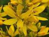 Yellow Loosestrife, Lysimachia vulgaris