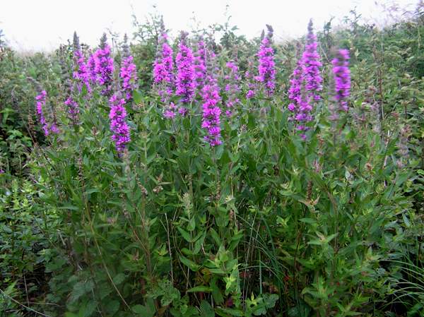 Purple Loosestrife