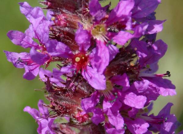 A closeup of Purple Loosestrife
