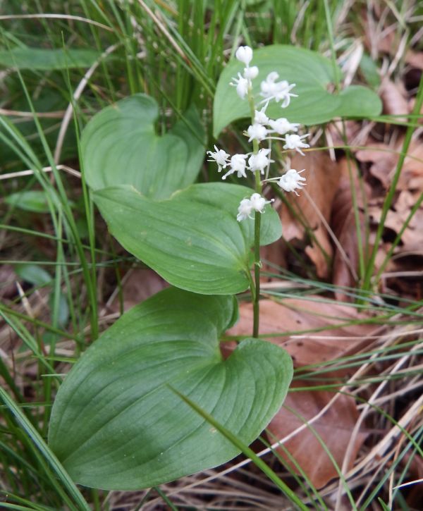 Maianthemum bifolium