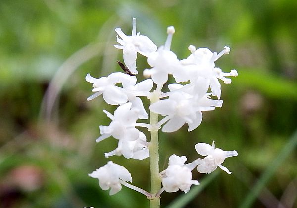 Closeup of the tiny flowers  of False Lily of the Valley 