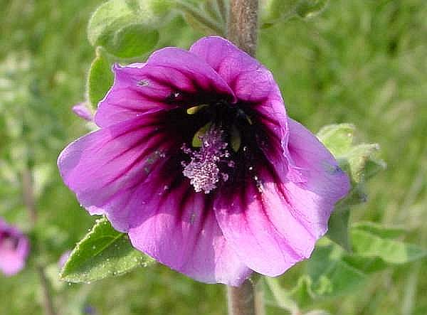 Tree Mallow flower