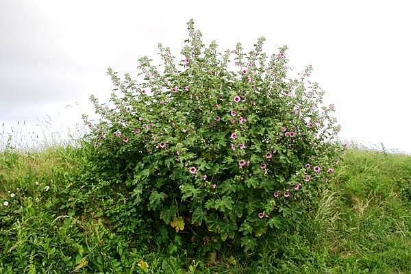 Tree Mallow plant in flower