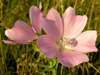 Malva moschata