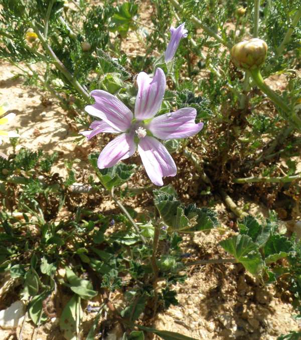 Lavatera cretica - Cretan Mallow