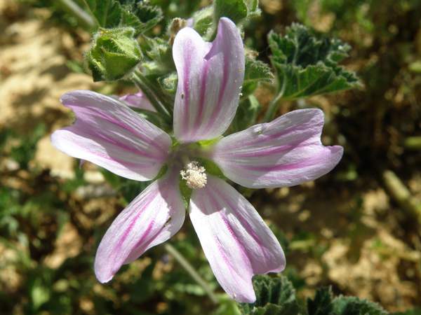 Malva multiflora, closeup of flower