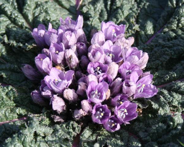Mandrake in full bloom, Cyprus