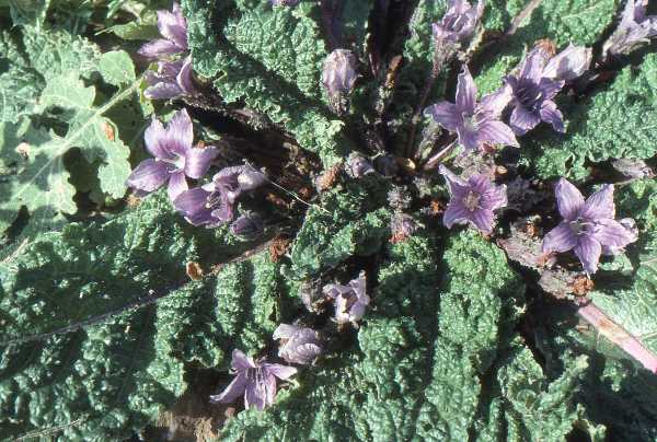 Mandrake flowers, Crete