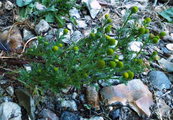 Pineapple Mayweed, Matricaria discoidea