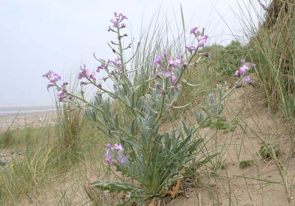 Matthiola sinuata, Sea Stock