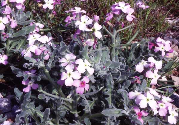 Matthiola tricuspidata