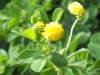 Medicago lupulina, Black Medick