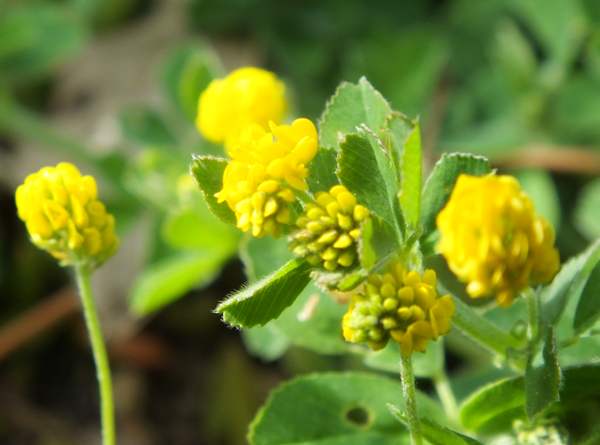 Medicago lupulina, southern France