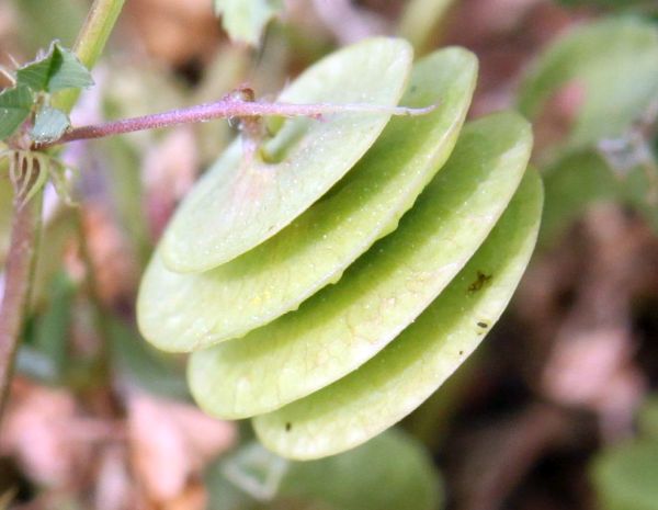 Medicago orbicularis, seed pod