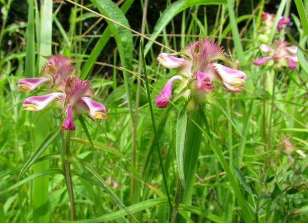 Crested Cow-wheat Melampyrum cristatum