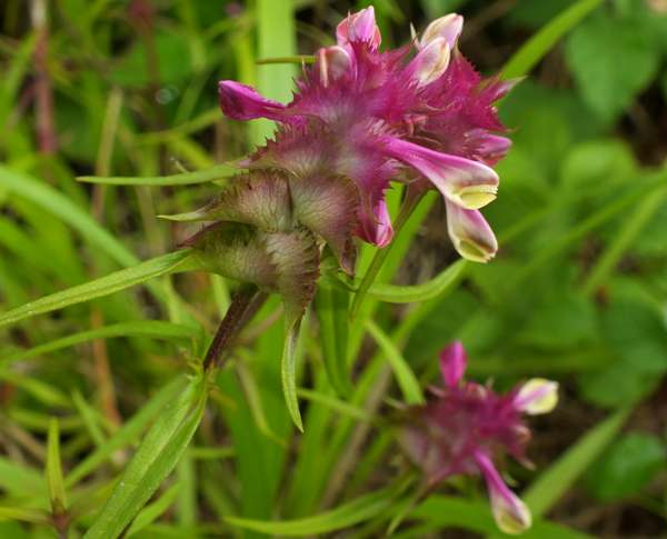 Crested Cow-wheat