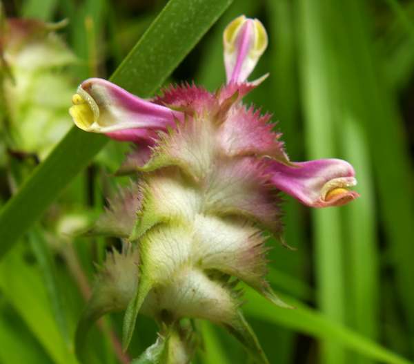 Crested Cow-wheat - closeup picture