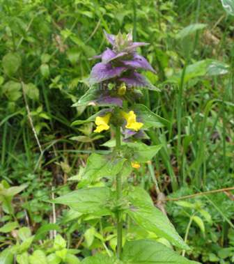Melampyrum nemerosum, Wood Cow-wheat, in Slovenia