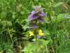 Melampyrum nemorosum, Wood Cow-wheat