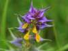 Melampyrum scardicum, Hungarian Cow-wheat
