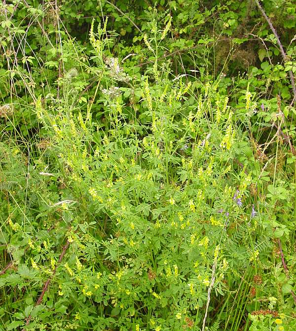 Tall Melilot is a member of the pea family