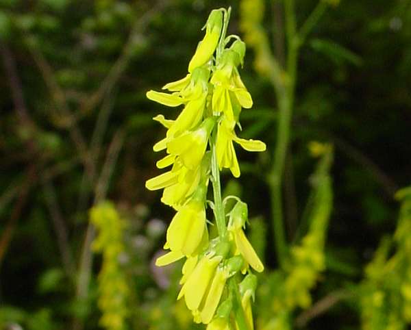 Tall Melilot, closeup of flowers