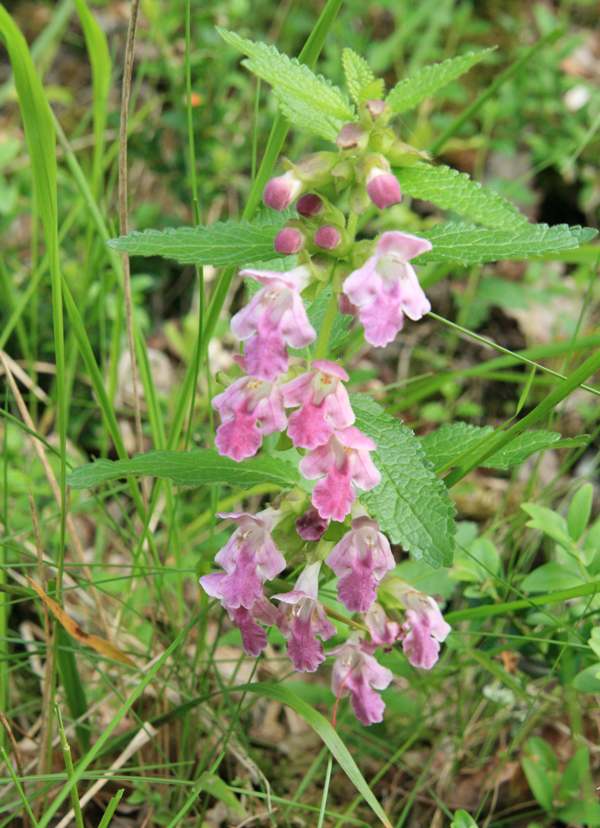 Melittis melissophyllum