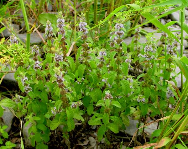 Water Mint, Mentha aquatica