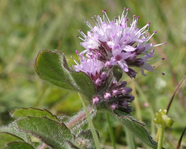 Water Mint, Mentha aquatica, flower head