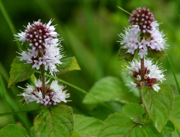 Water Mint, Mentha aquatica, Wales