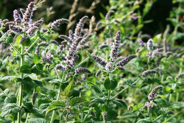 Mentha spicata, Spear Mint