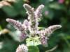 Mentha spicata, Spear Mint