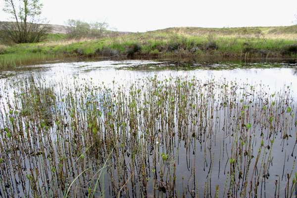 Bogbean, central Scotland