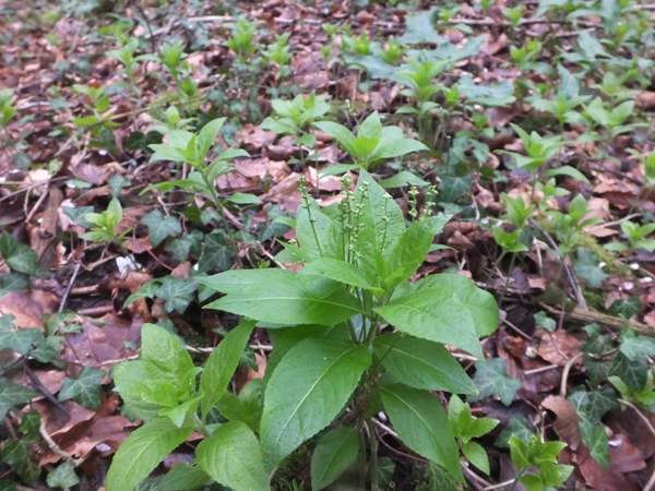 Dog's mercury