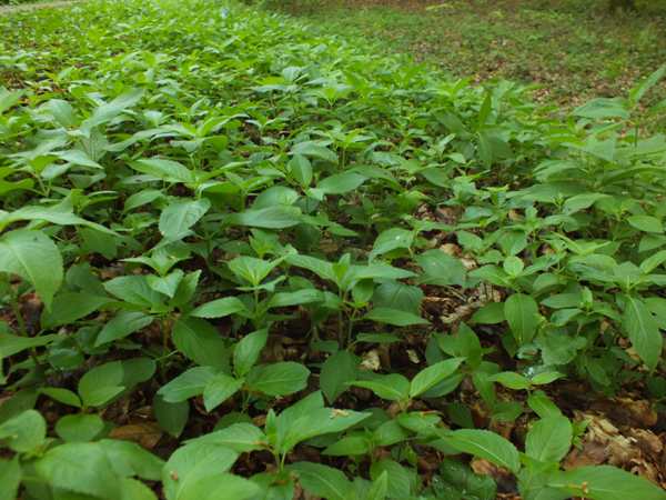 Dog's Mercury, Hedin Forest, France