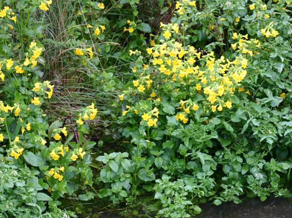 Mimulus guttatus growing in a stream margin