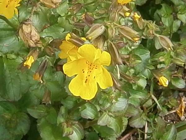 Monkey Flower, southern Ireland