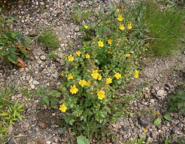 Mimulus guttatus beside the River Nire near Clonmel, Ireland