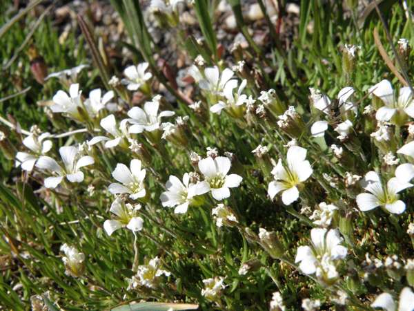 Alpine Sandwort