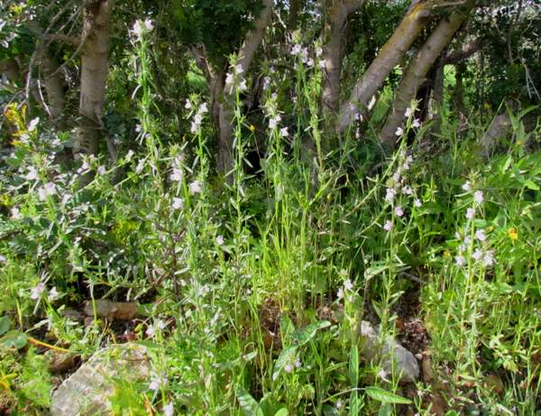 Misopates calycinum, southern Portugal