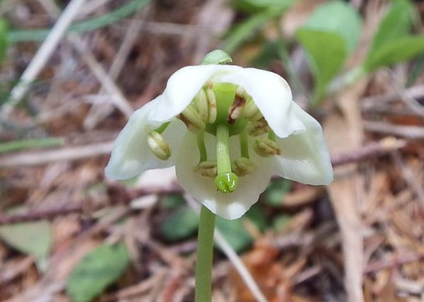 Closeup of One-flowered Wintergreen flower, Slovenia
