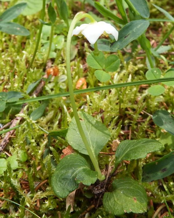 One-flowered Wintergreen flowers