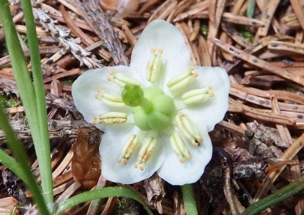 Closeup of One-flowered Wintergreen flower, Italy