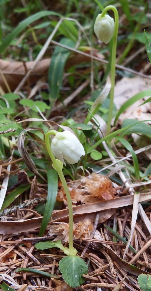 One-flowered Wintergreen before the flowers open
