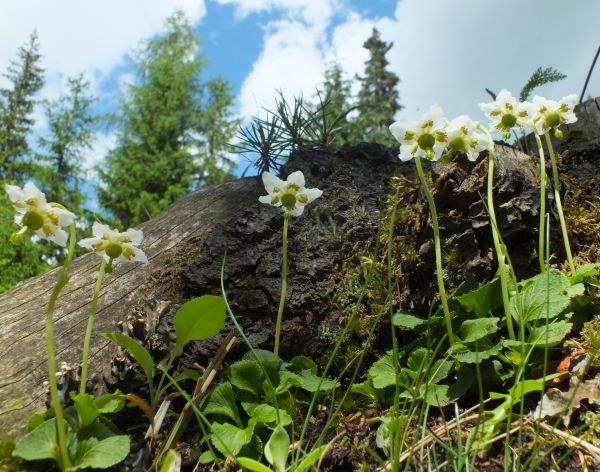 One-flowered Wintergreen, Italy