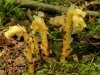 Monotropa, Yellow Bird's-nest