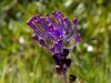 Muscari comosum, Tassel Hyacinth