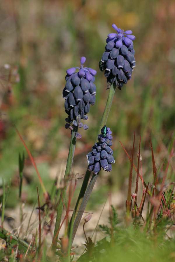 Muscari neglectum